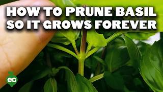 How to Prune Basil So It Grows Forever [upl. by Eelnodnarb]