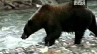 Untamed and Uncut  Grizzly Bear Battle [upl. by Luisa601]