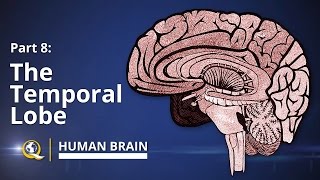 Temporal Lobe  Human Brain Series  Part 8 [upl. by Cone338]