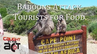 Cape Baboons attack Tourists for food [upl. by Heyer843]