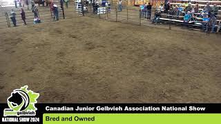 July 27  CANADIAN JUNIOR GELBVIEH Association National Show Broadcast 2024  Stettler AB [upl. by Clywd]