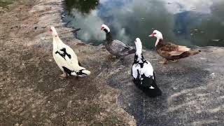 LA REPRODUCTION DES CANARDS [upl. by Aikaj]