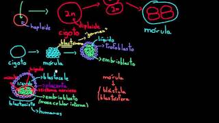 Células madre embrionarias  División celular  Biología  Khan Academy en Español [upl. by Theola]