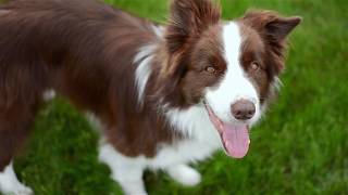 Border Collie Floyd amp incredible frisbee tricks [upl. by Wickham]