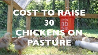 Cost to Raise 30 Chickens on Pasture [upl. by Craven472]