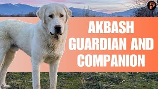 Akbash Dog  Breed Information amp Characteristics [upl. by Shaylah]