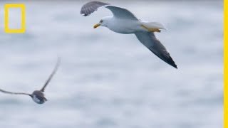 Ces goélands partent à lattaque de petits guillemots [upl. by Ecineg985]