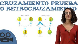 Cruzamiento prueba o retrocruzamiento [upl. by Fe979]