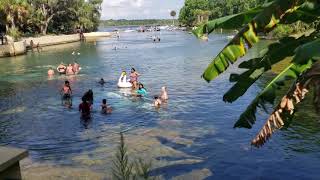 Salt Springs Florida  Ocala National Forest Natural Mineral Spring [upl. by Nwotna]