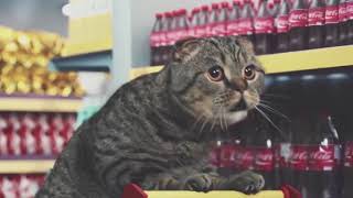 Best Cat Commercials Netto Marken [upl. by Airreis677]