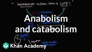 Overview of metabolism Anabolism and catabolism  Biomolecules  MCAT  Khan Academy [upl. by Dlorag]