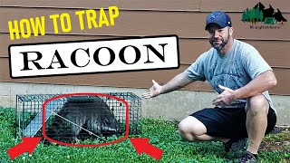 HOW TO TRAP amp RELEASE RACOON  LIVE TRAP METHOD [upl. by Yuji]