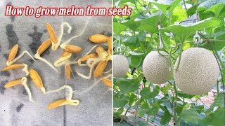 How to grow melon from seeds sprouting after 3 days [upl. by Devan990]