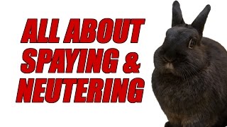 All About Spaying and Neutering Rabbits [upl. by Abihsot]