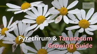 Pyrethrum and Tanacetum Growing Guide Painted Daisy by GardenersHQ [upl. by Ynahirb]