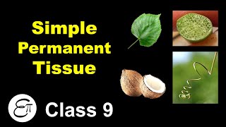 Simple Permanent Tissue  Plant Tissues Part 2  in Hindi for Class 9 [upl. by Ranger]