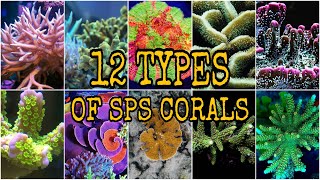 12 TYPES of Small Polyp Stony SPS Coral [upl. by Burman631]