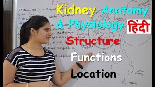 Kidney anatomy amp physiology in Hindi  Structure  Functions  Location [upl. by Sesmar560]