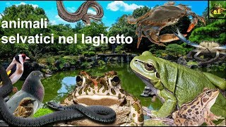 gli animali selvatici del laghetto [upl. by Allmon]