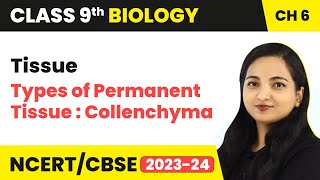 Types of Permanent Tissue  Collenchyma  Tissue  Class 9 Biology 202324 [upl. by Olimreh]