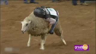 Mutton Bustin’ at The Houston Rodeo [upl. by Nerej]