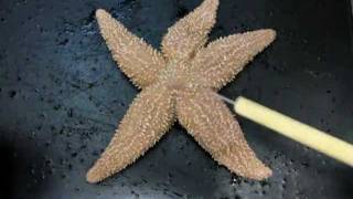 Sea Star Anatomy Part 1 [upl. by Topper]