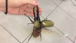 Giant beetle sounds like a jackhammer [upl. by Nevar593]