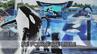 Tilikum rejoins SeaWorld show [upl. by Eceryt]