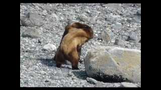 Two Grizzly Bears Fighting Over Female [upl. by Tergram]