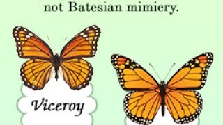 Batesian Mimicry Vs Mullerian Mimicry [upl. by Noffihc]