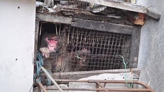 Monkey Gets Freed After Spending 25 Years in Dark Hole Between Buildings [upl. by Egag358]