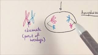 AS Biology  Meiosis OCR A Chapter 63 [upl. by Koosis]