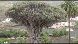 Icod de los Vinos Tenerife [upl. by Enetsirk]