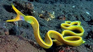 10 Most Beautiful Deep Sea Creatures You Must See to Believe [upl. by Dolley]