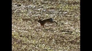 Chasse du lièvre aux chiens courants [upl. by Rab594]