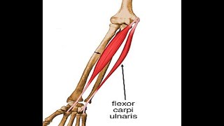 Two Minutes of Anatomy Flexor Carpi Ulnaris [upl. by Zamora281]