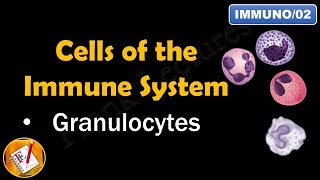 Cells of the Immune System PART I  GRANULOCYTES FLImmuno02 [upl. by Venn]