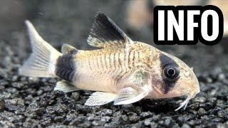 Panda Cory Catfish Care  Corydoras Guide [upl. by Aderb226]