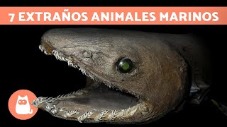 Los Animales MARINOS más RAROS del MUNDO 🦑 TOP 7 [upl. by Lidda]