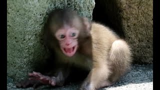 Baby monkey throwing a tantrum losing sight of mom [upl. by Riamu]