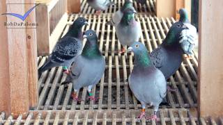 Dirk Van Dyck Belgium Racing Pigeons Loft  Taubenschlag  Palomar 2015 [upl. by Ditter]