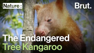 The Tree Kangaroo an Endangered Species [upl. by Retsae]