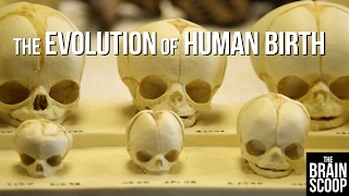 The Evolution of Human Birth [upl. by Clausen]