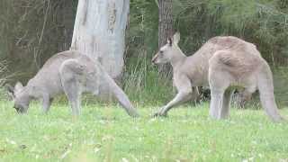 Australian Wildlife Courting Kangaroos [upl. by Chrotoem]