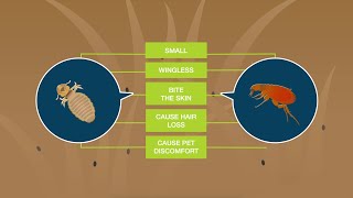 Fleas vs Lice What’s the Difference [upl. by Berga653]