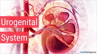 Embryology Urogenital System [upl. by Pardner]