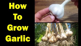 How To Grow Garlic  The Definitive Guide For Beginners [upl. by Hsoj98]