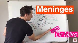 Meninges [upl. by Inglis]