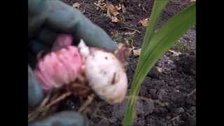 How to Winterize Gladiolus Bulbs [upl. by Naud]