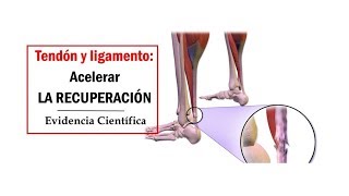 VIDEOpaper Acelerar la regeneración de tendones y ligamentos [upl. by Llorrad]